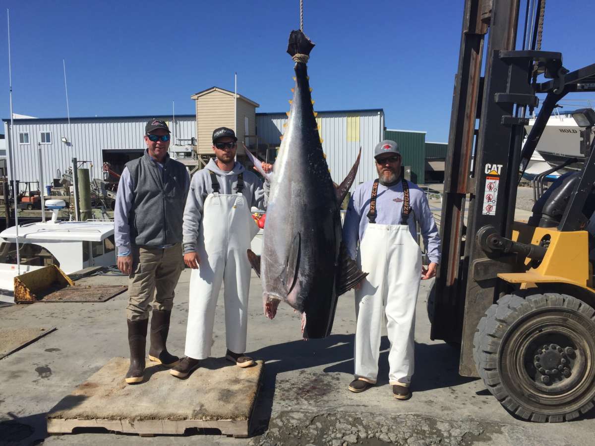 How to Fish for Bluefin Tuna in Outer Banks