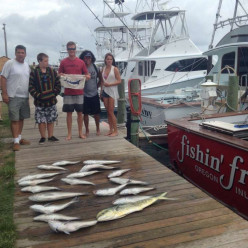 Shallow water blue marlin