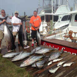 Bigeyes, blue marlins, and yellowfins