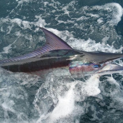 It’s Marlin Season!